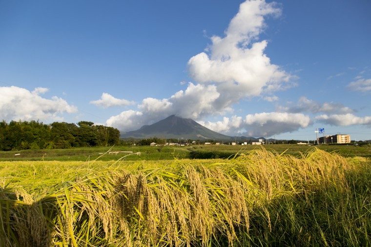 고리키 벼 익는 모습.jpg