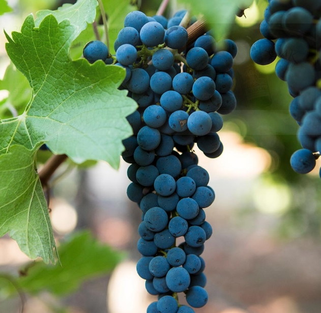 Silver Oak 이미지 02.jpg