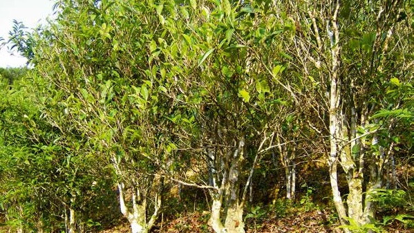 윈난성의 차나무.jpg