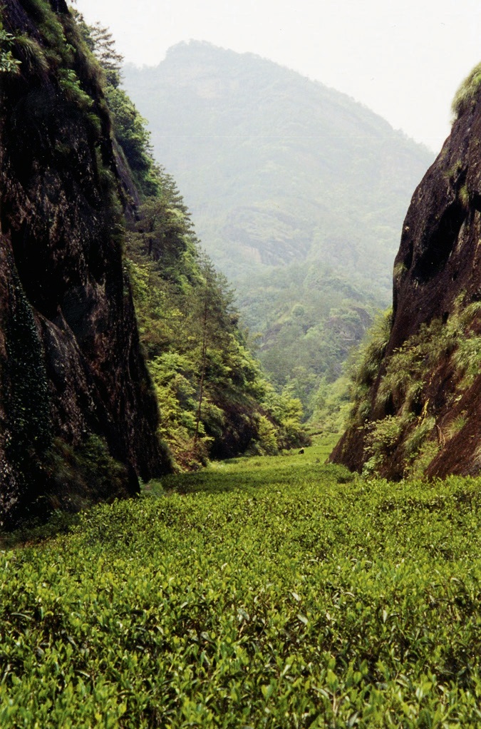 산지_푸젠성_우이산.jpg