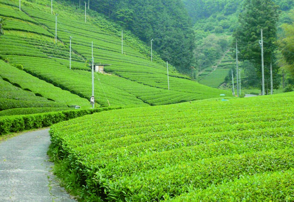 [호텔앤레스토랑] 정승호의 TEA MASTER 26_ 해양성 기후를 받으며 독특하게 운영되는 일본의 다원들 - 정승호3.jpg