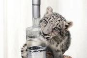 Snow Leopard Vodka 설명회 열려