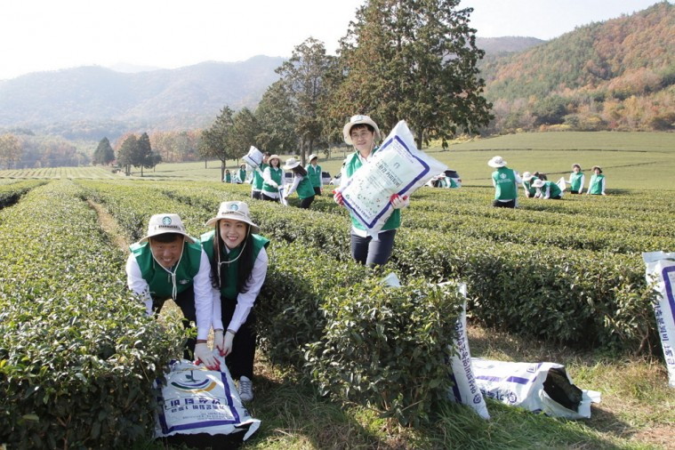 [20181119] 스타벅스 사진자료1_지난 14일 스타벅스가 광주지역 파트너들과 함께 보성 차 농가에 커피박을 재활용한 퇴비 2만8천포를 전달했다..JPG